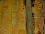 ロータリーレースから出てきた直後の薄板（ベニア）厚さ約３㎜。合板材料にならない樹皮部分は光センサー感知されとりのぞかれる。直径40ｃｍの原木から30数ｍのレースがカツラ剥きされるのにかかる時間はものの３秒！